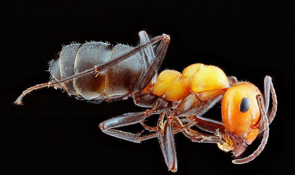 Ant Control service in Durham, NC