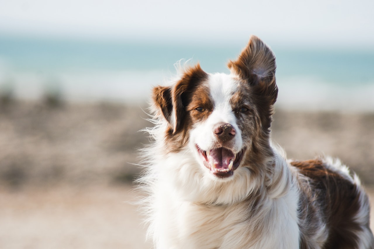Flea & Tick Control service in Durham, NC