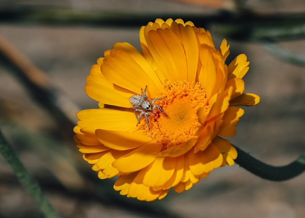 Spider Control service in Durham, NC